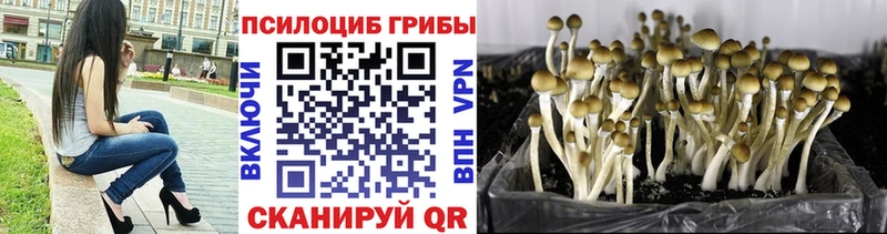 Псилоцибиновые грибы Psilocybe Орск